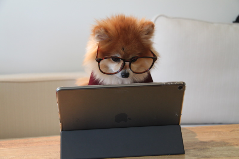 test-dog_tablet_800x533.jpg